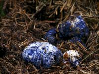Blauende Bergtr&uuml;ffel, Chamonixia caespitosa, RL-G, ss 20-7-14 222
